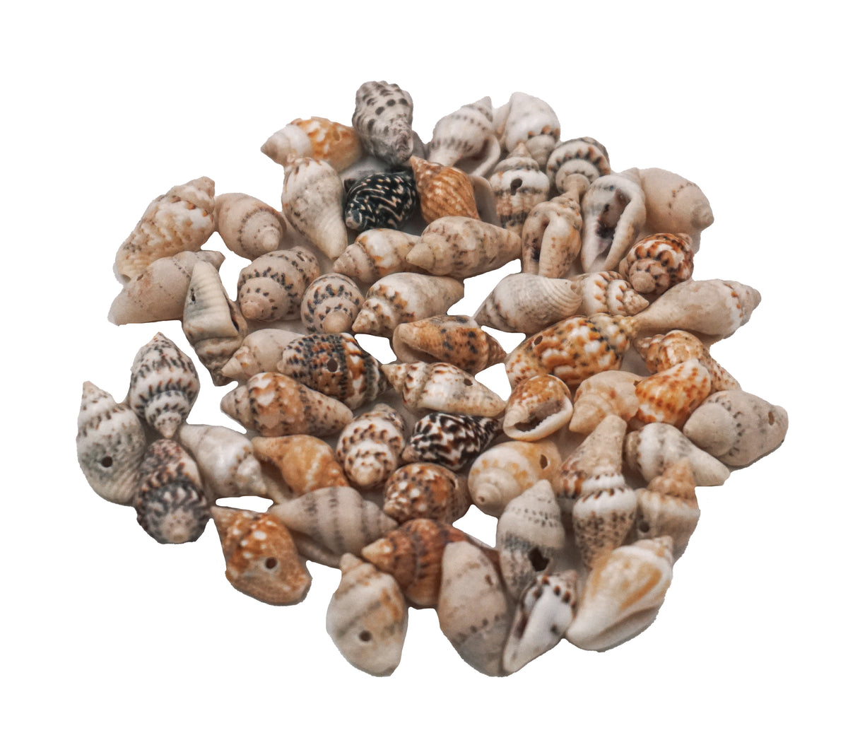 Natural Conch Shell Craft Beads (Approx. 0.04 oz)